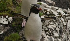 Novozélandští tučňáci